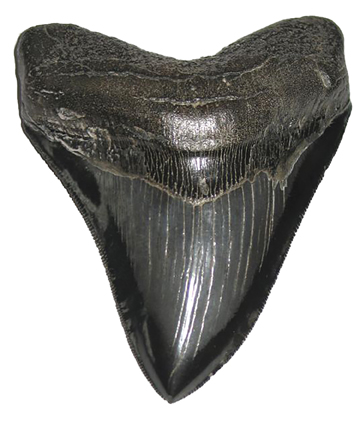 The Megalodon