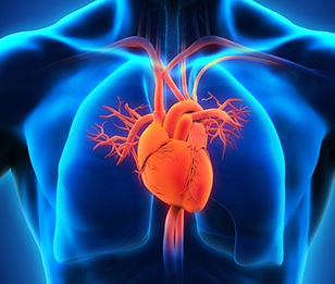A digital illustration shows an Atrial Fibrillation in a human heart with arteries.