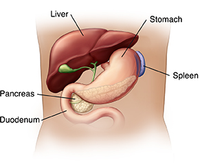 A detailed illustration showcasing the liver and stomach.