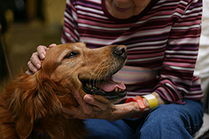 Pet Therapy