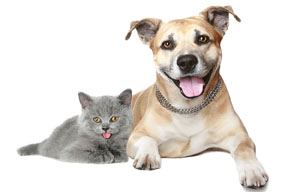 Quiz stock - cat and dog
